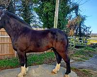 barefoot-shire-horse