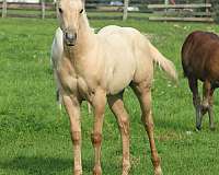 breeding-quarter-horse
