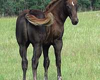 penning-quarter-horse