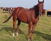 roping-thoroughbred-horse