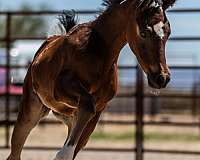 pinto-arabians-horse