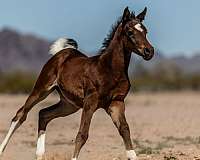 foals-arabian-horse