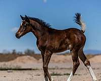 2024-foals-arabian-horse