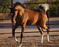 tobianopinto-horse