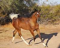 pino-arabian-horse