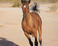 arabains-arabian-horse