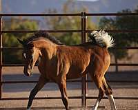 pinto-arabians-horse