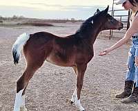 2024-foals-arabian-horse