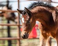 half-arabians-arabian-horse