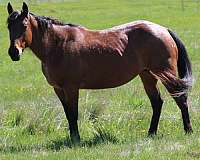 all-around-quarter-horse