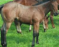 athletic-quarter-horse