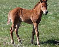 barrel-racing-quarter-horse