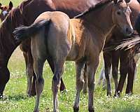 breeding-quarter-horse