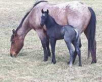 calf-roping-quarter-horse