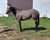 foundation-quarter-horse