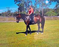 belgian-warmblood-mare