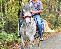 comfortable-lusitano-horse