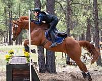 eventing-thoroughbred-horse