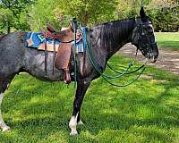 doc-tennessee-walking-horse