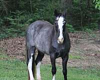 great-broodmare-tennessee-walking-horse