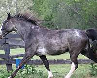 groundwork-training-tennessee-walking-horse