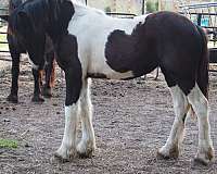 friesian-filly