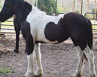 friesian-horse-for-sale