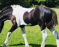 friesian-horse