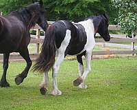 war-friesian-horse