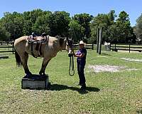 buckskin-gelding-quarter-horse