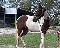 sshbea-tennessee-walking-filly