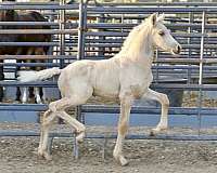 palomino-nonesolid-horse