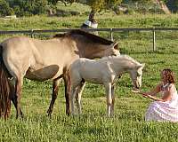 saddle-seat-iberian-horse