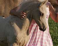 saddle-seat-palomino-horse