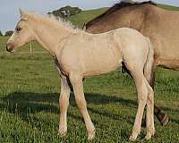 cremello-andalusian-foal