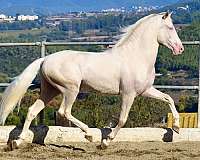 cremello-friesian-colt