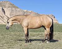 twombly-horse-gelding