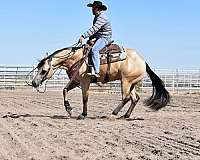 buckskin-yes-horse