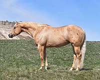 palomino-yes-horse