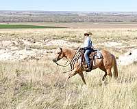 beautiful-quarter-horse