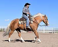 ranch-rider-gelding