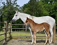 blue-roan-tennessee-walking-broodmare