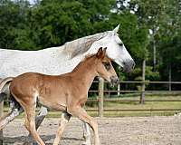 twhbea-tennessee-walking-broodmare