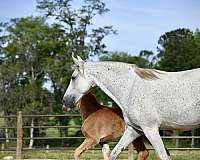 blue-roan-roan-twhbea-filly