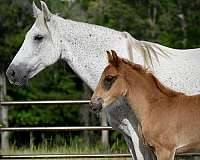 blue-roan-roan-twhbea-gelding