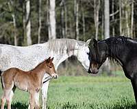 blue-roan-roan-twhbea-mare