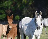 blue-roan-roan-twhbea-stallion