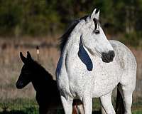 blue-roan-roan-twhbea-broodmare