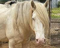 confident-beginner-gypsy-vanner-horse