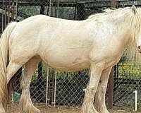 sensitive-gypsy-vanner-horse
